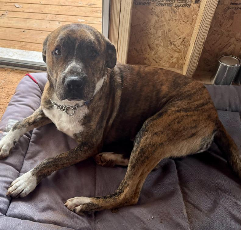 Enlarge Buddy, a Adoptable Boxer in Decatur, GA image 1/2