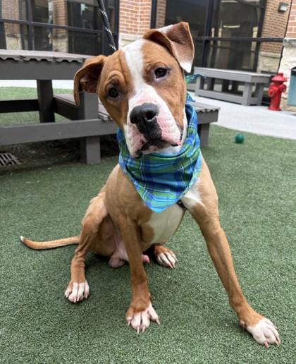 Rocco, Adoptable, Adult Male Boxer & Mixed Breed.