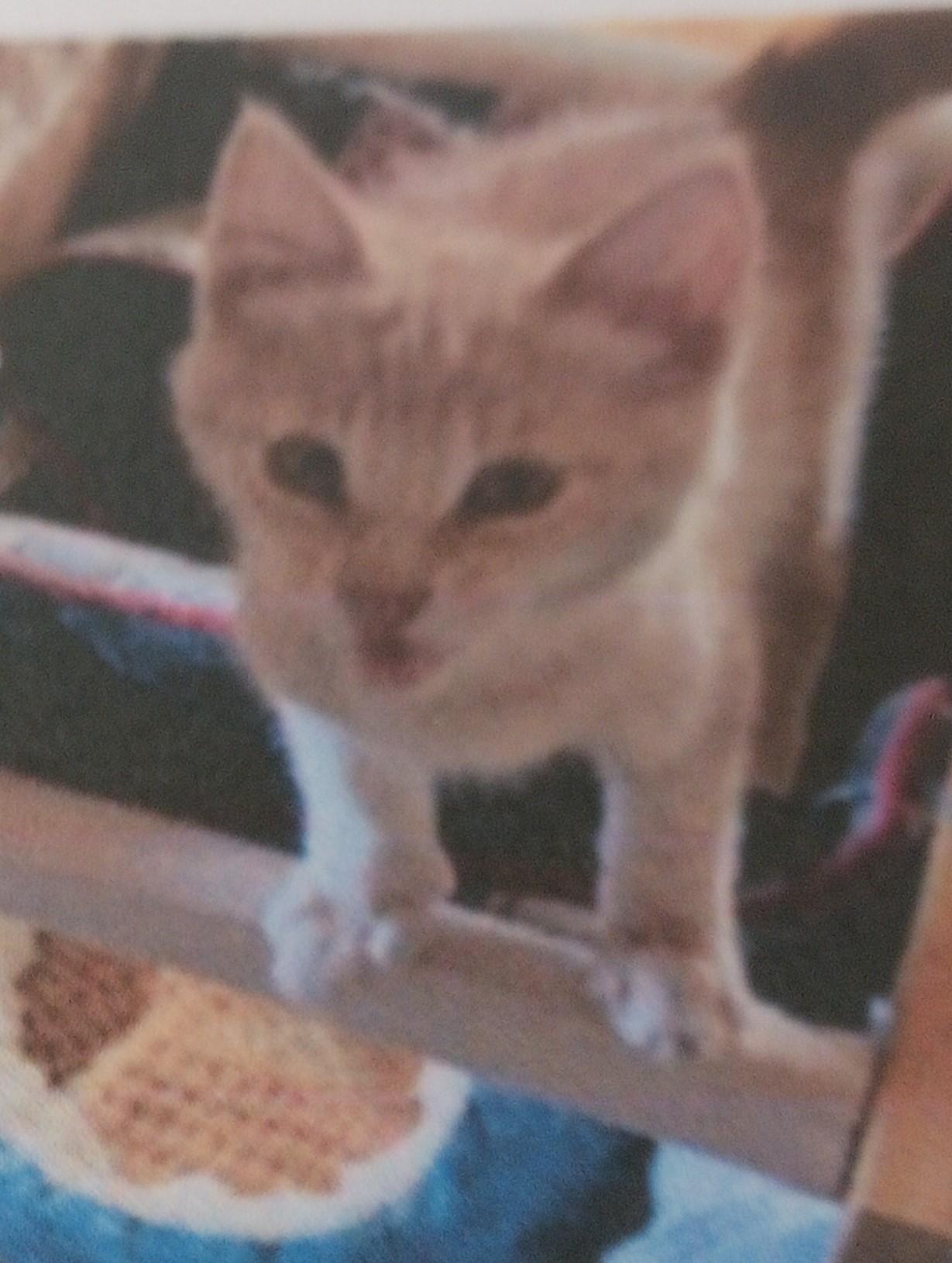 Kiri, ADOPTABLE, Kitten Female Domestic Short Hair.
