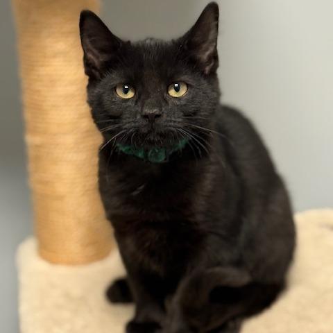 Winnie, ADOPTABLE, Kitten Female Domestic Short Hair.