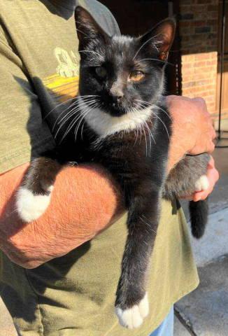 Enlarge A-Boots, an adopted Tuxedo in Frankston, TX image 1/2