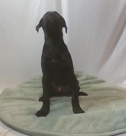 Pooh, Adoptable, Young Male Mixed Breed.