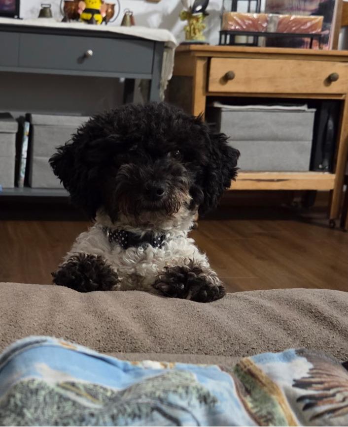 Enlarge Tito, a Adoptable Poodle (Toy) in River Falls, WI image 1/5