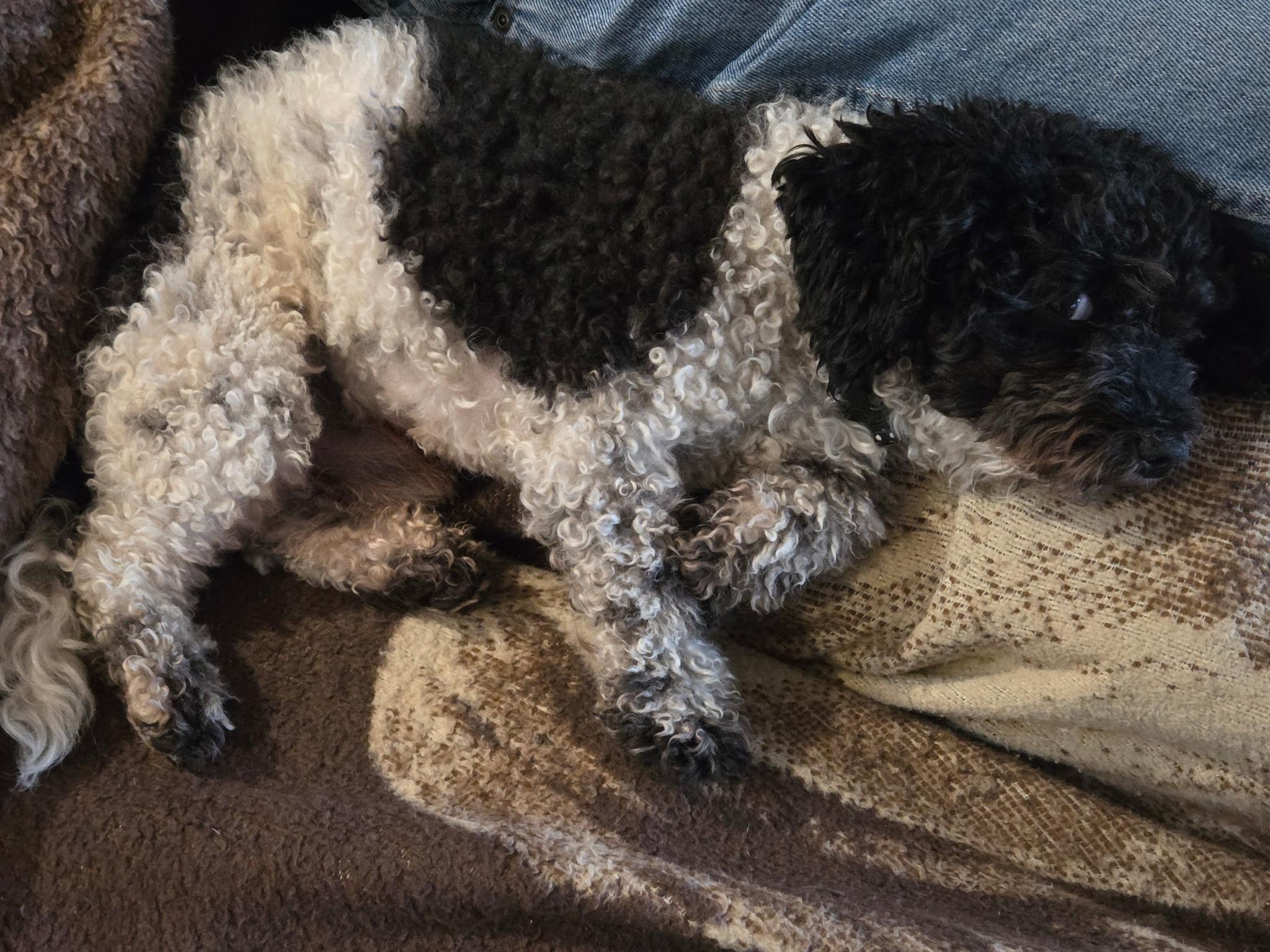 Enlarge Tito, a Adoptable Poodle (Toy) in River Falls, WI image 2/5