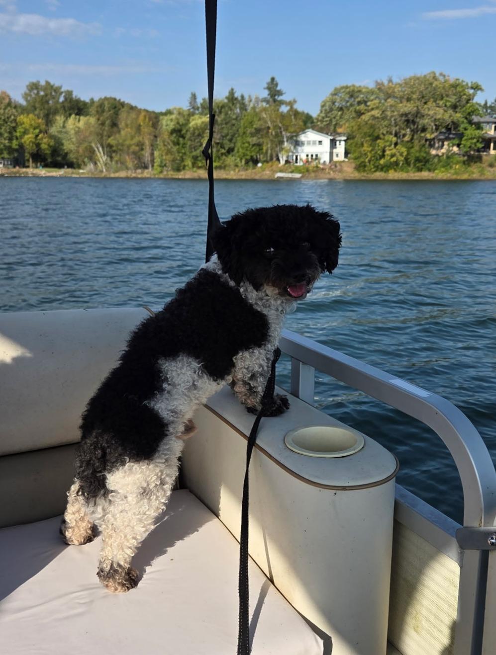 Enlarge Tito, a Adoptable Poodle (Toy) in River Falls, WI image 3/5