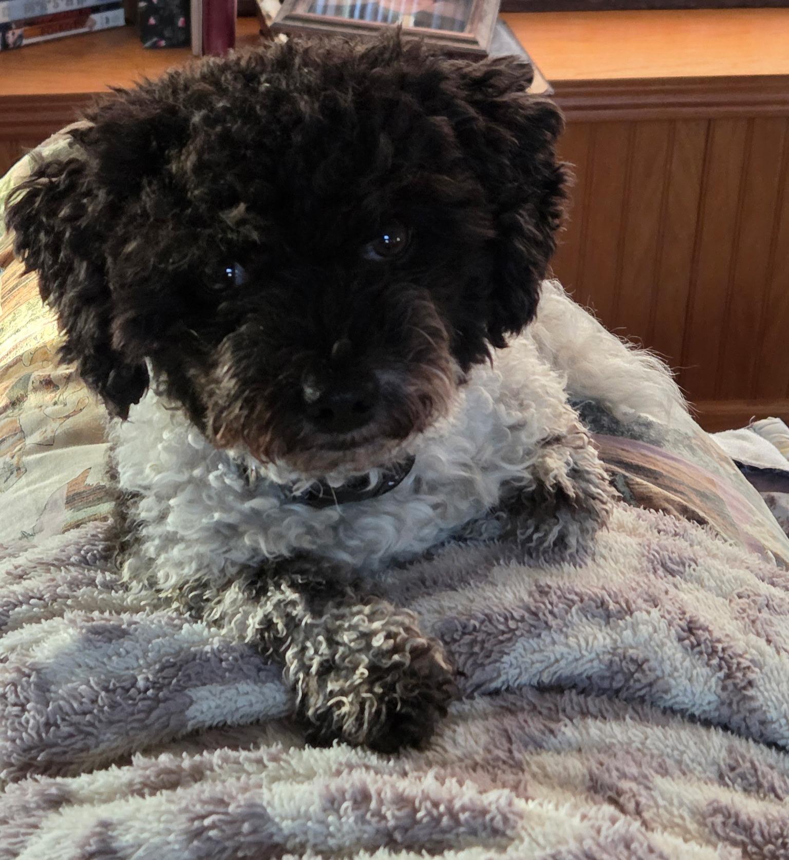 Enlarge Tito, a Adoptable Poodle (Toy) in River Falls, WI image 5/5