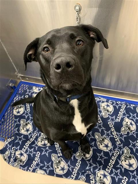 DENALI, Adoptable, Adult Male Labrador Retriever & Mixed Breed.