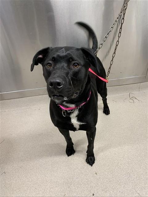 DENALI, Adoptable, Adult Male Labrador Retriever & Mixed Breed.