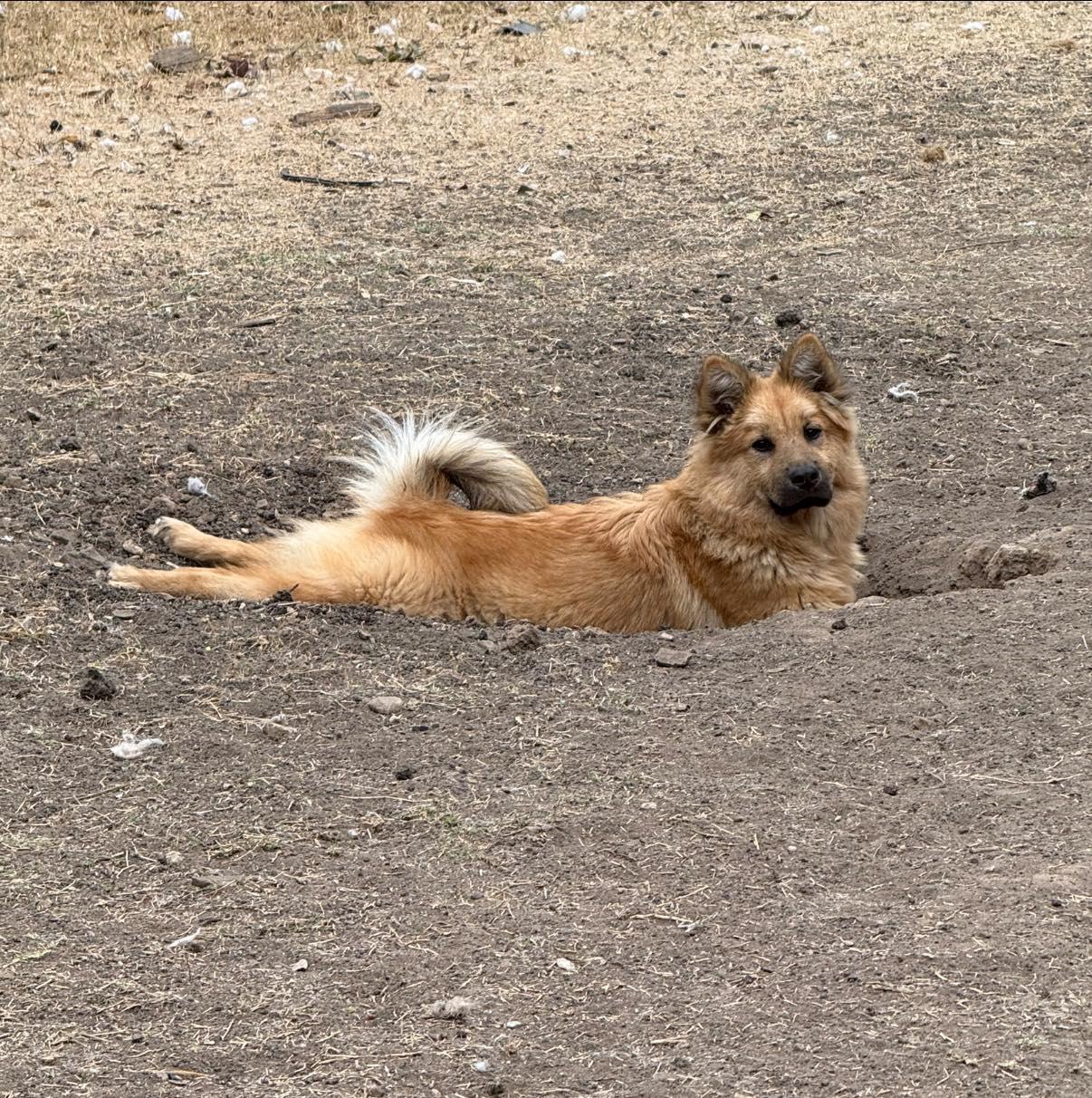 Alfredo, a Adoptable mixed breed in Pflugerville, TX image 3/4