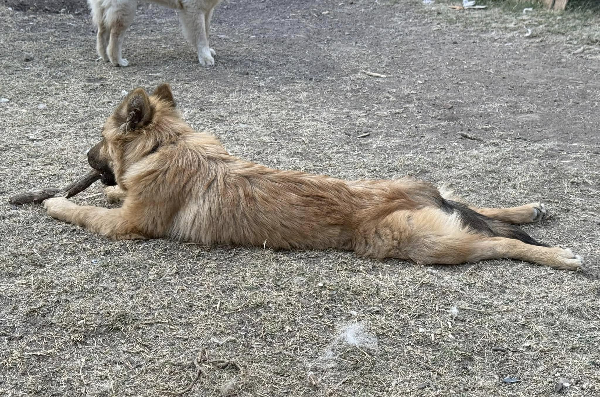 Alfredo, a Adoptable mixed breed in Pflugerville, TX image 4/4