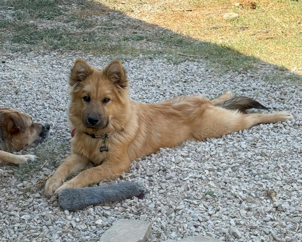 Alfredo, a Adoptable mixed breed in Pflugerville, TX image 2/4