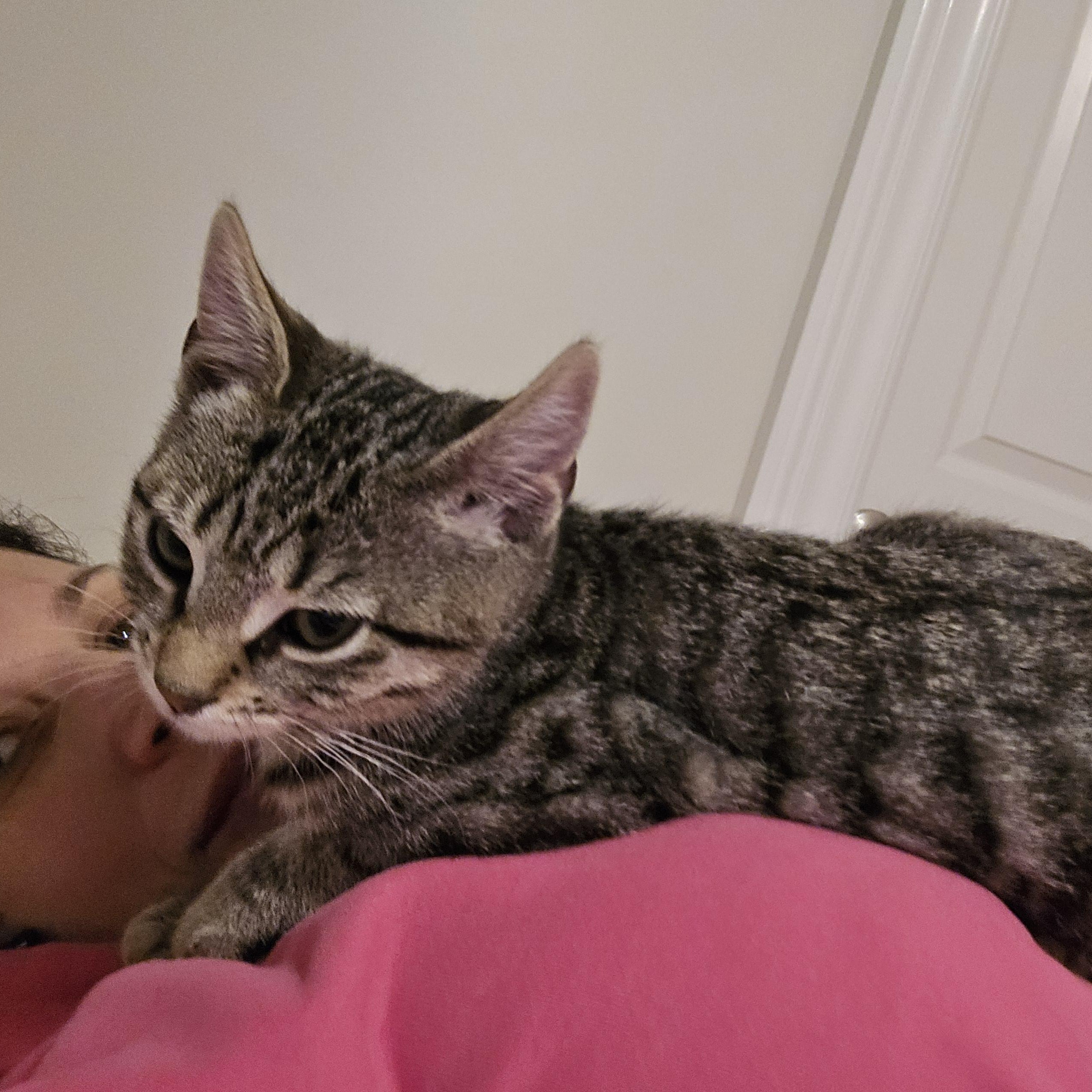 Enlarge Dozer aka Mr. Cuddles, a Adoptable Tabby in Woodbridge, NJ image 1/3