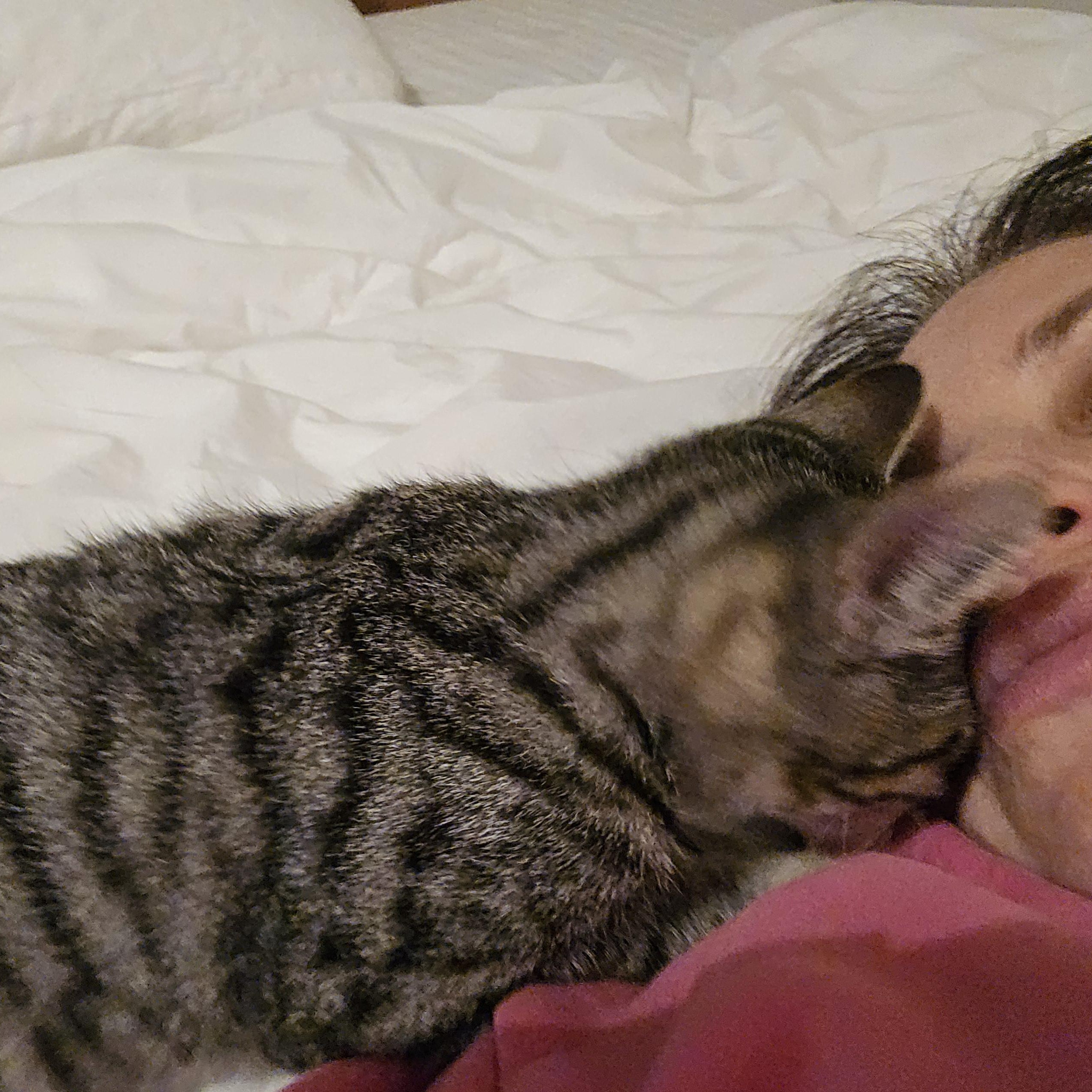 Enlarge Dozer aka Mr. Cuddles, a Adoptable Tabby in Woodbridge, NJ image 2/3