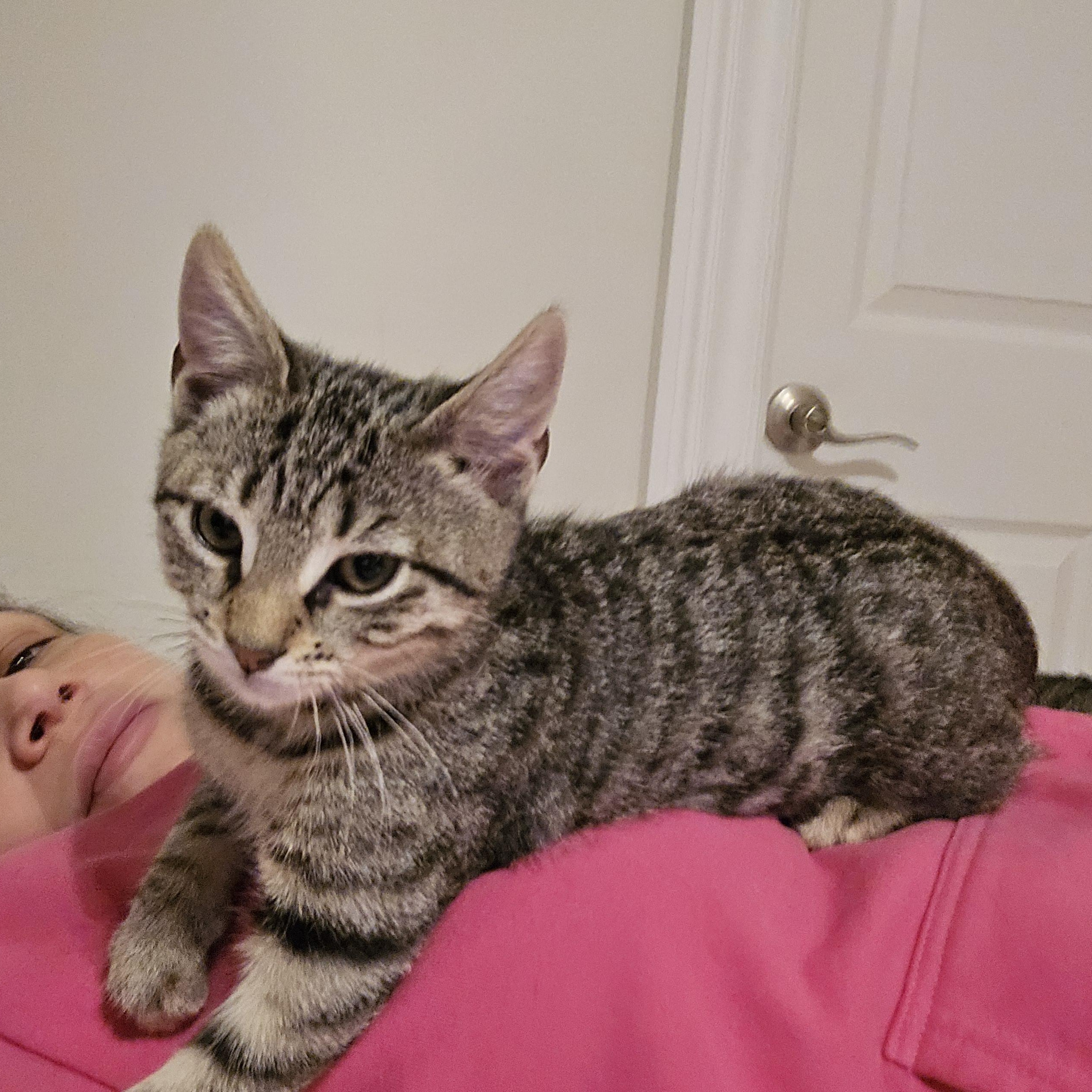 Enlarge Dozer aka Mr. Cuddles, a Adoptable Tabby in Woodbridge, NJ image 3/3