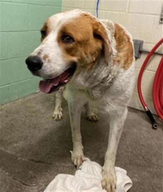 GILLIAN, Adoptable, Young Female Great Pyrenees.