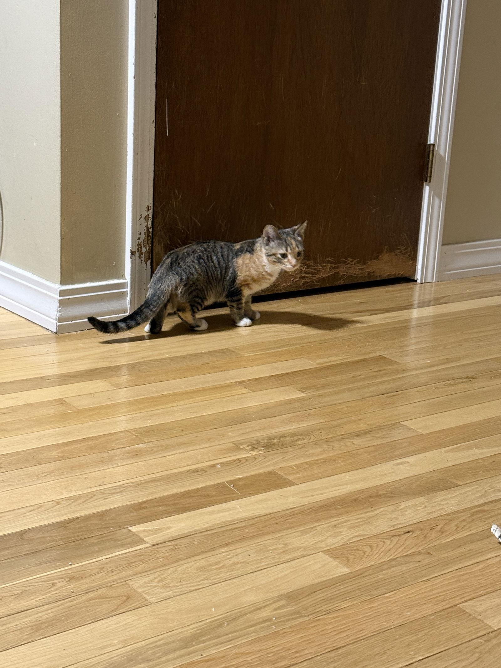 Enlarge Lily, a Adopted Domestic Short Hair in East Derry, NH image 1/3