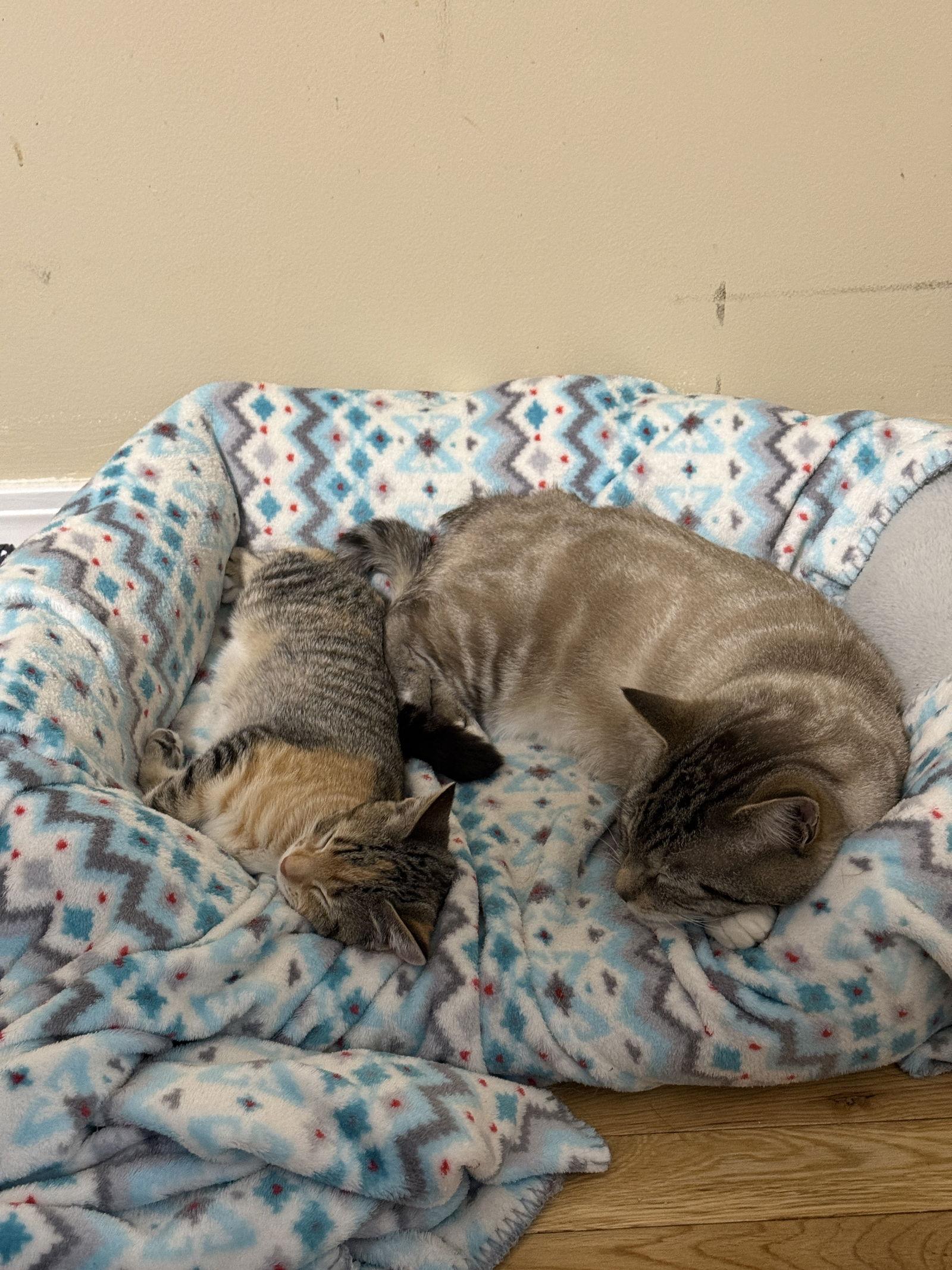 Enlarge Lily, a Adopted Domestic Short Hair in East Derry, NH image 3/3