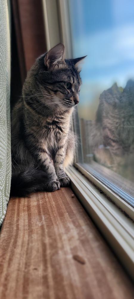 Enlarge Zenobia, a Adoptable Domestic Short Hair in Bellingham, WA image 1/5