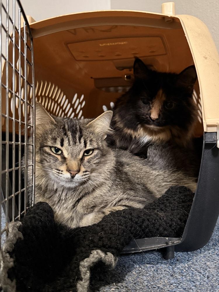 Enlarge Zenobia, a Adoptable Domestic Short Hair in Bellingham, WA image 2/6