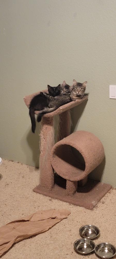 Enlarge Zenobia, a Adoptable Domestic Short Hair in Bellingham, WA image 2/5