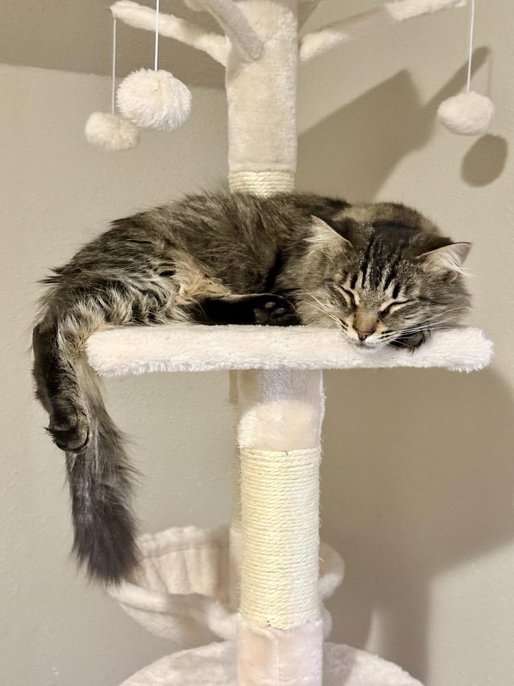 Enlarge Zenobia, a Adoptable Domestic Short Hair in Bellingham, WA image 3/6