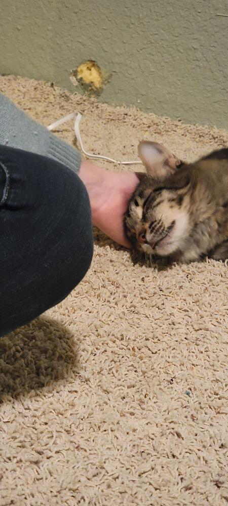 Enlarge Zenobia, a Adoptable Domestic Short Hair in Bellingham, WA image 3/5