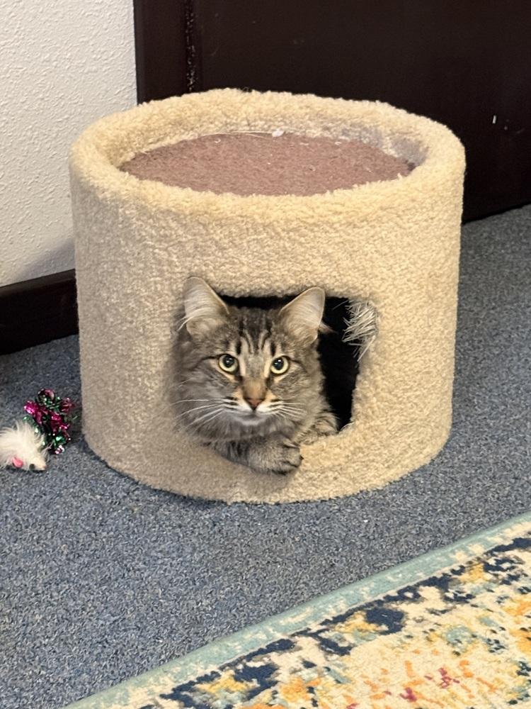 Enlarge Zenobia, a Adoptable Domestic Short Hair in Bellingham, WA image 4/6