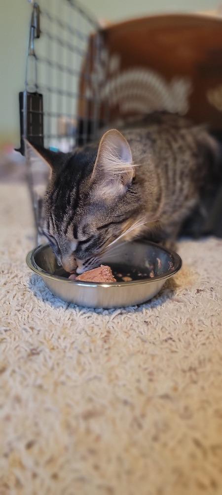 Enlarge Zenobia, a Adoptable Domestic Short Hair in Bellingham, WA image 5/5