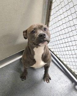 DA 19 Meatball aka Blu, Adoptable, Adult Male Pit Bull Terrier.