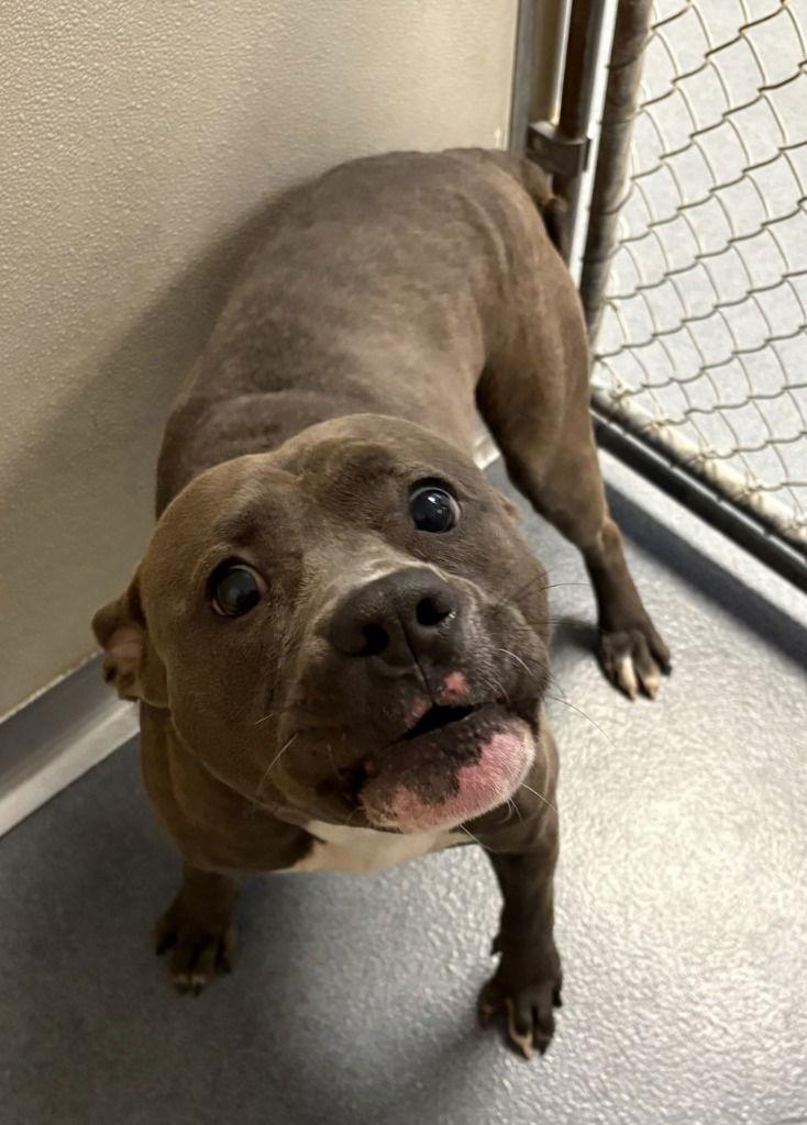 DA 19 Meatball aka Blu, Adoptable, Adult Male Pit Bull Terrier.