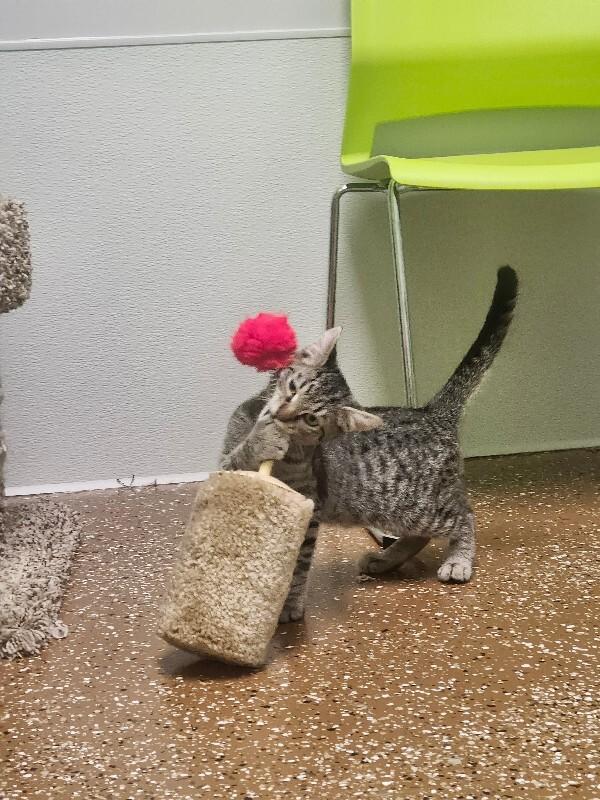 Ampert, Adoptable, Young Male Domestic Short Hair.