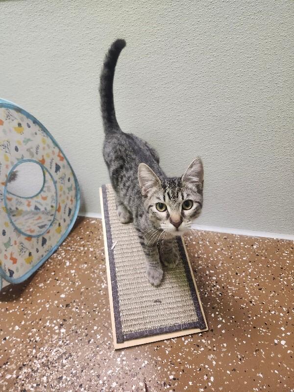 Enlarge Ampert, a Adoptable Domestic Short Hair in Jackson, TN image 2/5