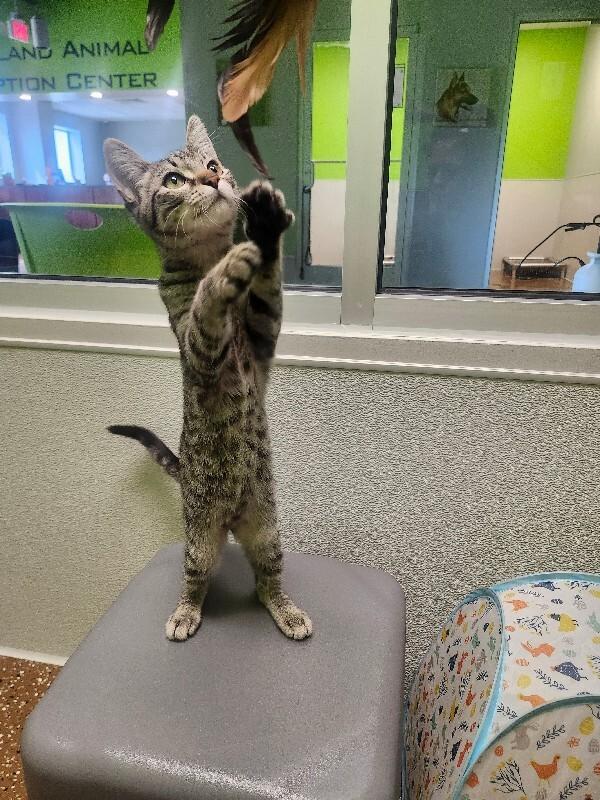Enlarge Ampert, a Adoptable Domestic Short Hair in Jackson, TN image 3/5