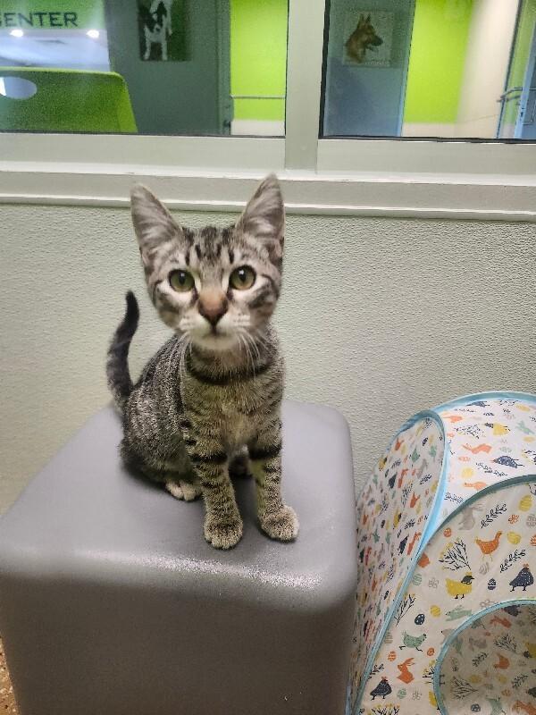 Enlarge Ampert, a Adoptable Domestic Short Hair in Jackson, TN image 4/5