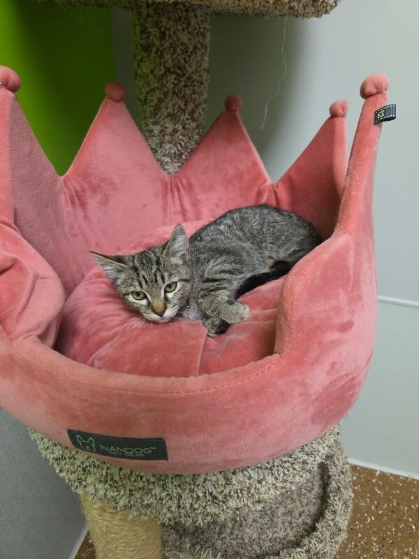 Ampert, Adoptable, Young Male Domestic Short Hair.
