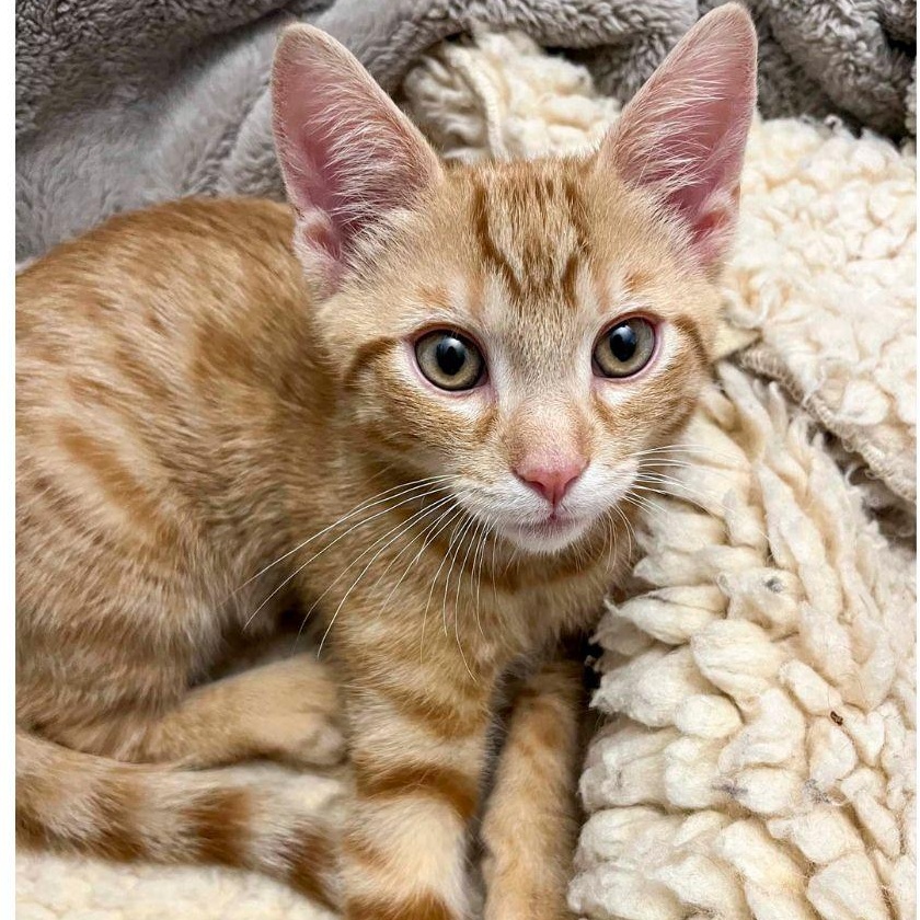 Enlarge Kowalski, a ADOPTABLE Domestic Short Hair in Stamford, CT image 1/4