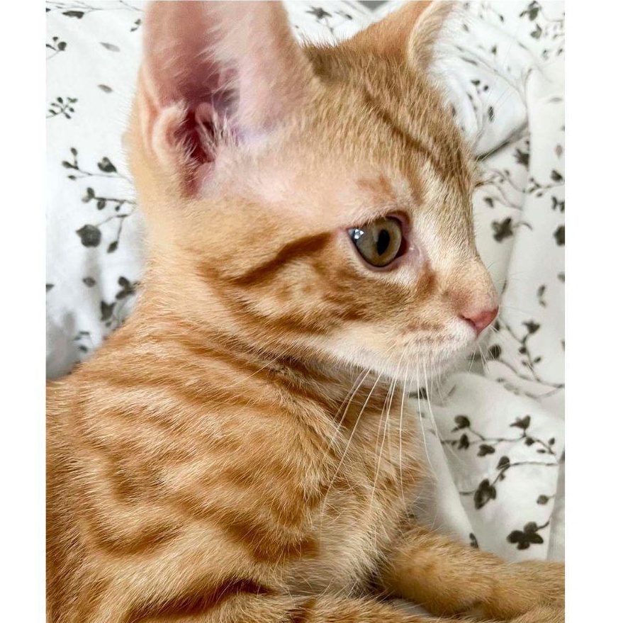 Enlarge Kowalski, a ADOPTABLE Domestic Short Hair in Stamford, CT image 4/4