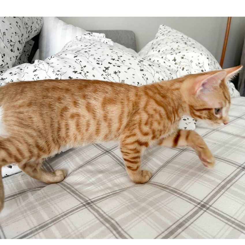 Enlarge Kowalski, a ADOPTABLE Domestic Short Hair in Stamford, CT image 3/4