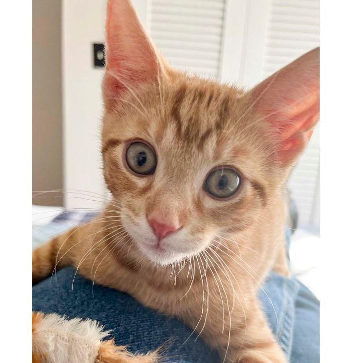 Enlarge Kowalski, a ADOPTABLE Domestic Short Hair in Stamford, CT image 2/4