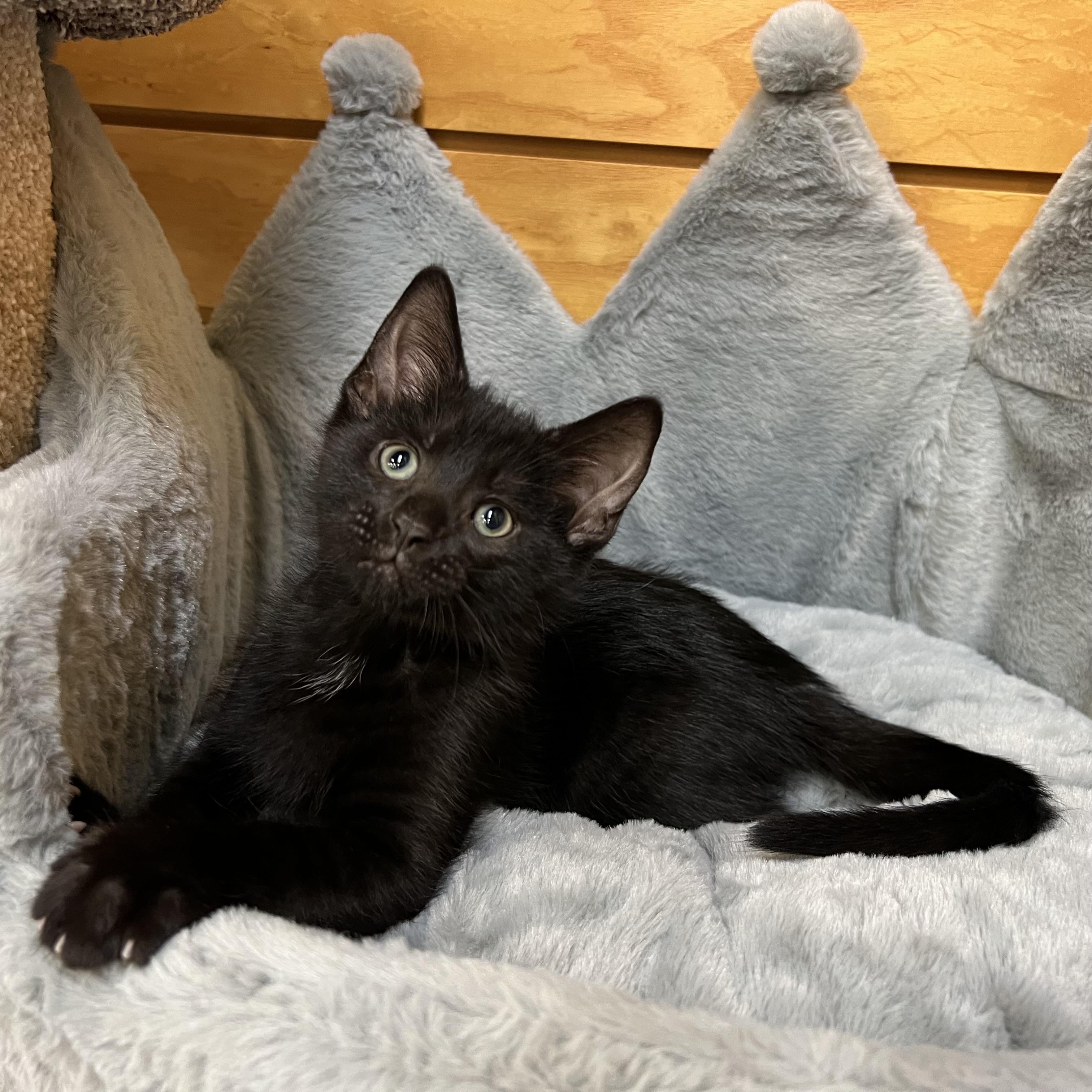Enlarge Beetle, an adopted Domestic Short Hair in Stoughton, WI image 3/6