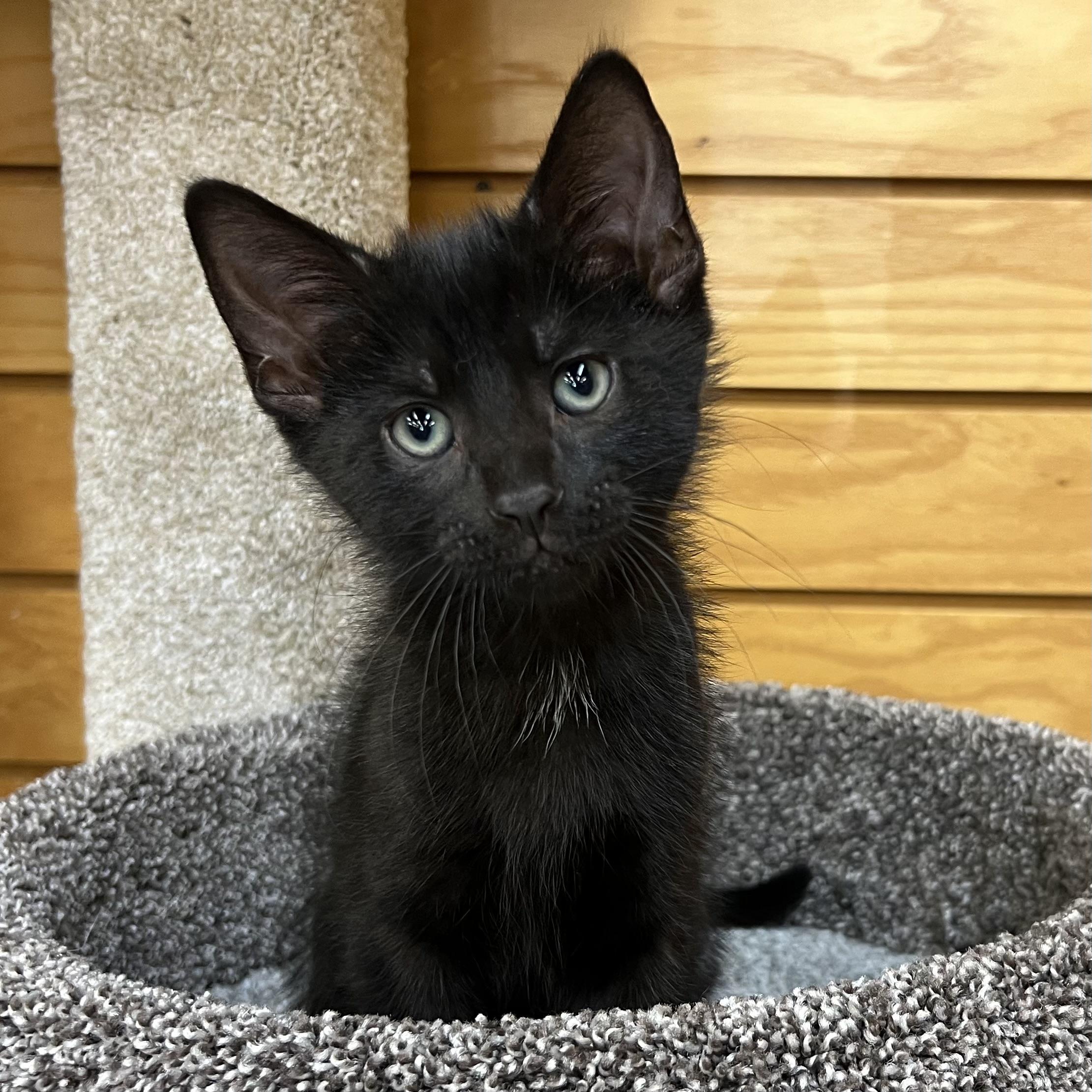 Enlarge Beetle, an adopted Domestic Short Hair in Stoughton, WI image 1/6