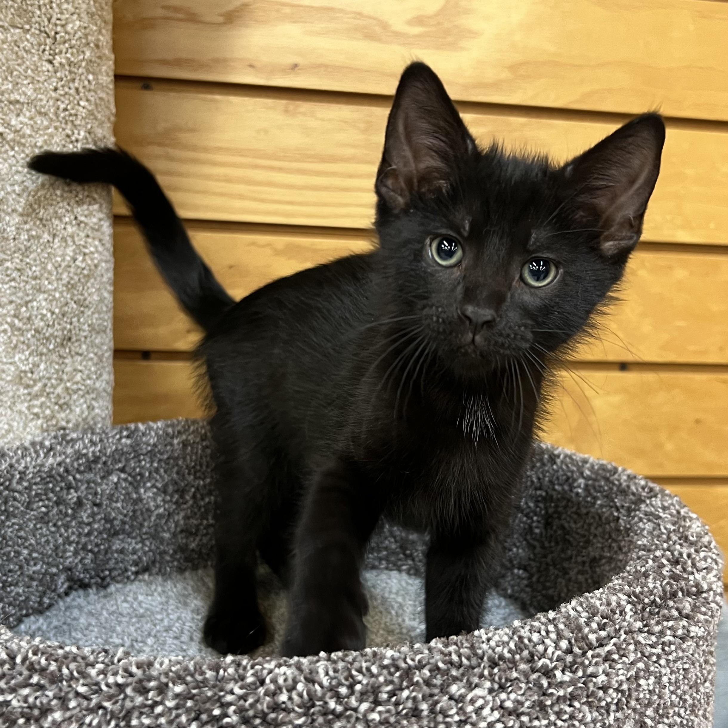 Enlarge Beetle, an adopted Domestic Short Hair in Stoughton, WI image 4/6