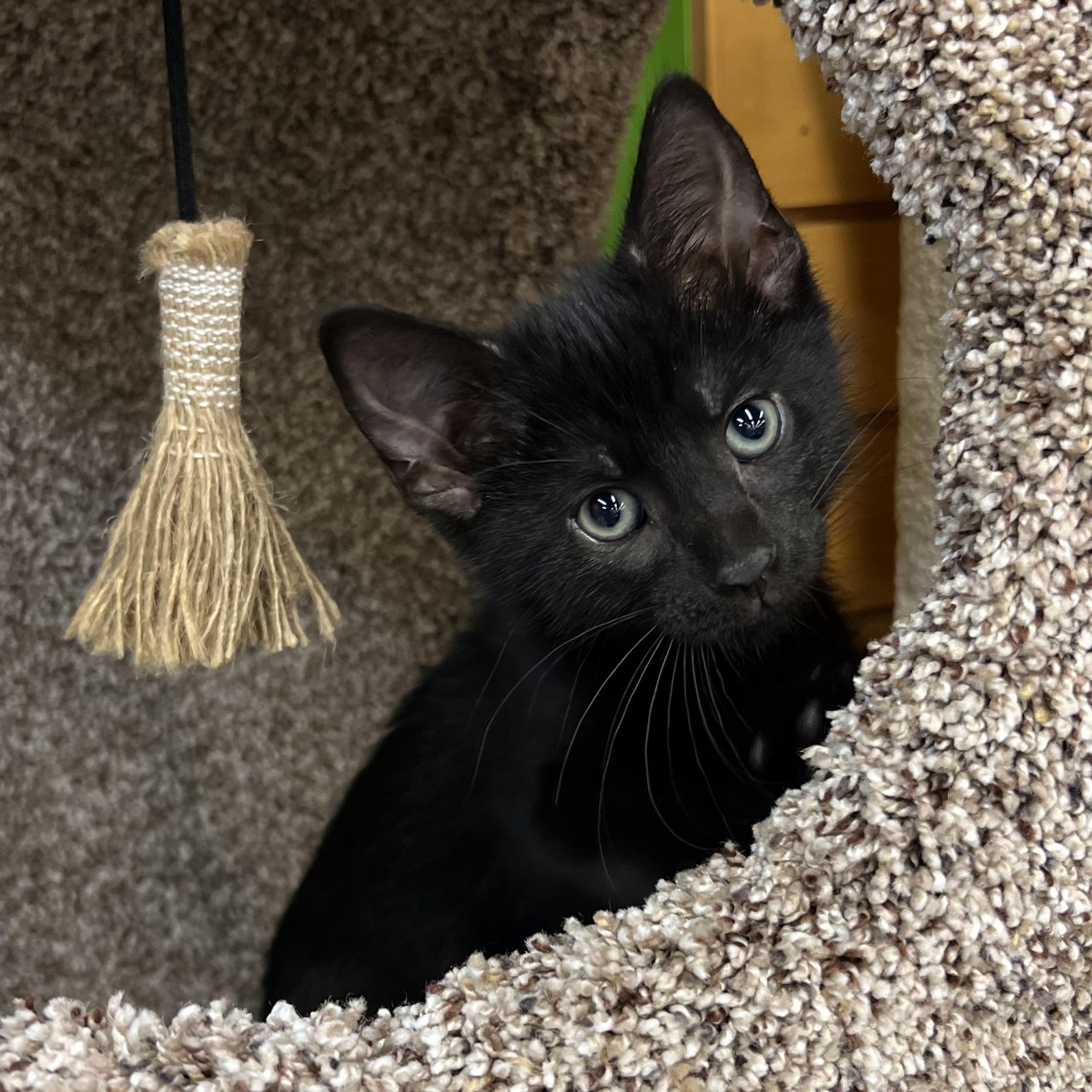 Enlarge Beetle, an adopted Domestic Short Hair in Stoughton, WI image 5/6