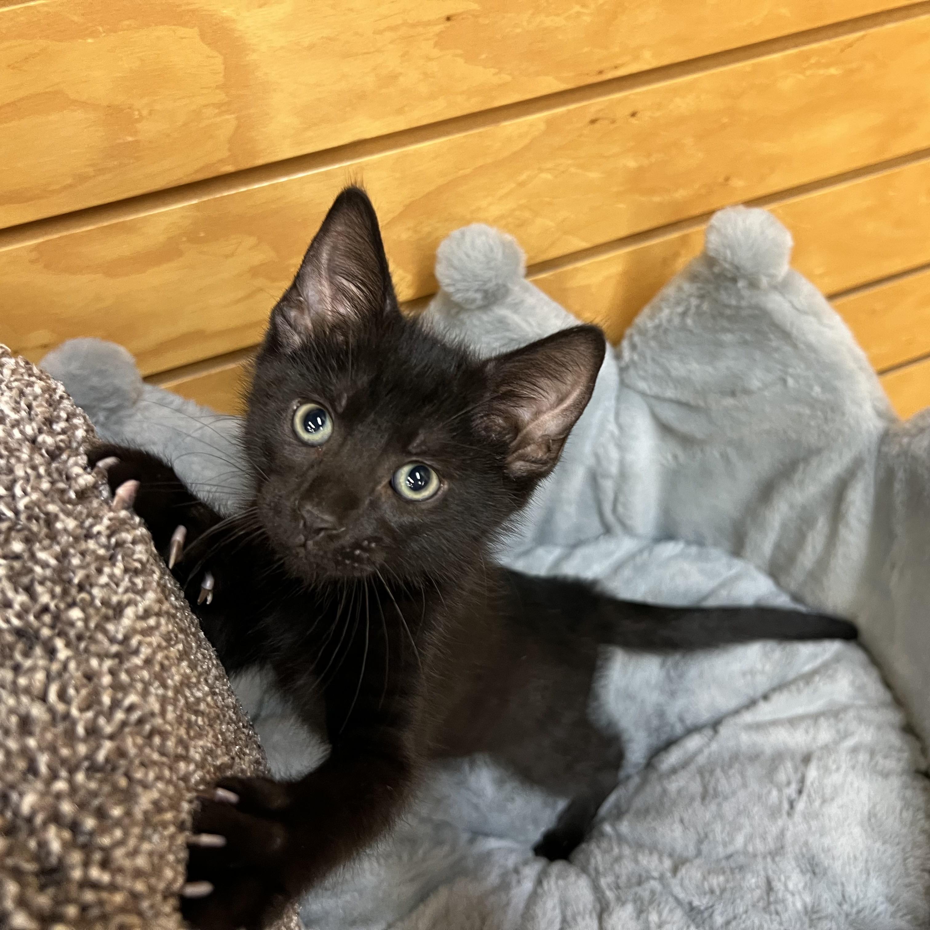 Enlarge Beetle, an adopted Domestic Short Hair in Stoughton, WI image 2/6