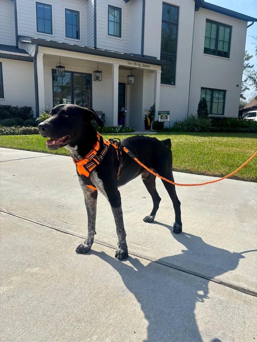 Enlarge Vince, a ADOPTABLE mixed breed in Polk, OH image 1/5