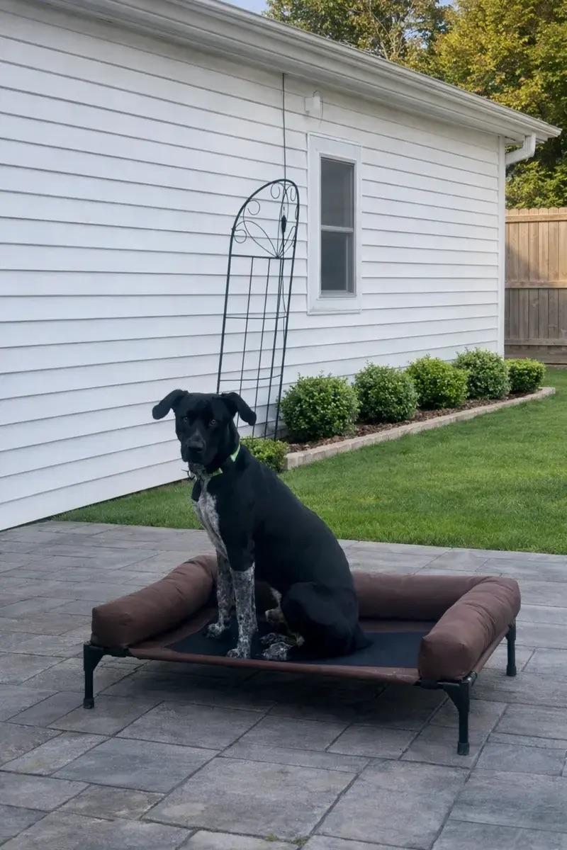 Enlarge Vince, a ADOPTABLE mixed breed in Polk, OH image 2/5