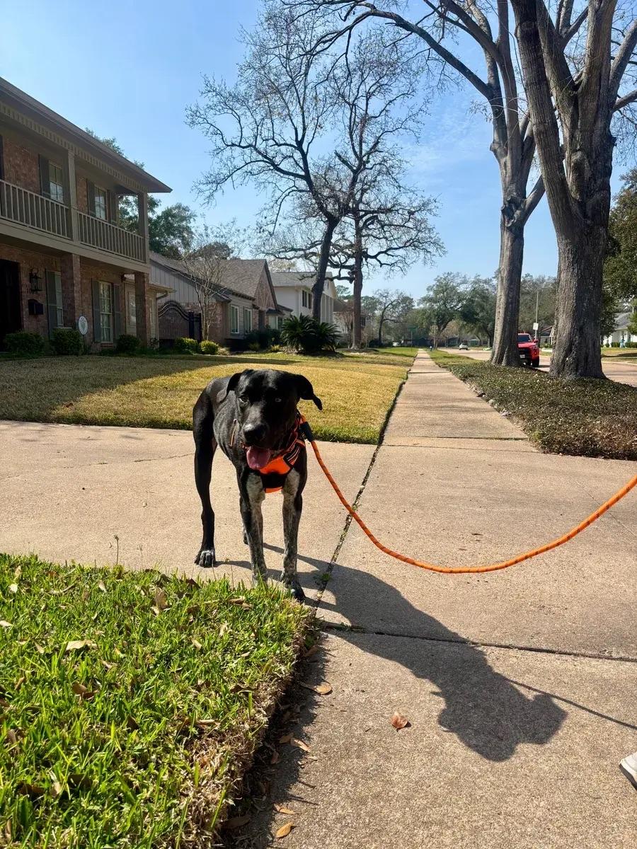 Enlarge Vince, a ADOPTABLE mixed breed in Polk, OH image 3/5