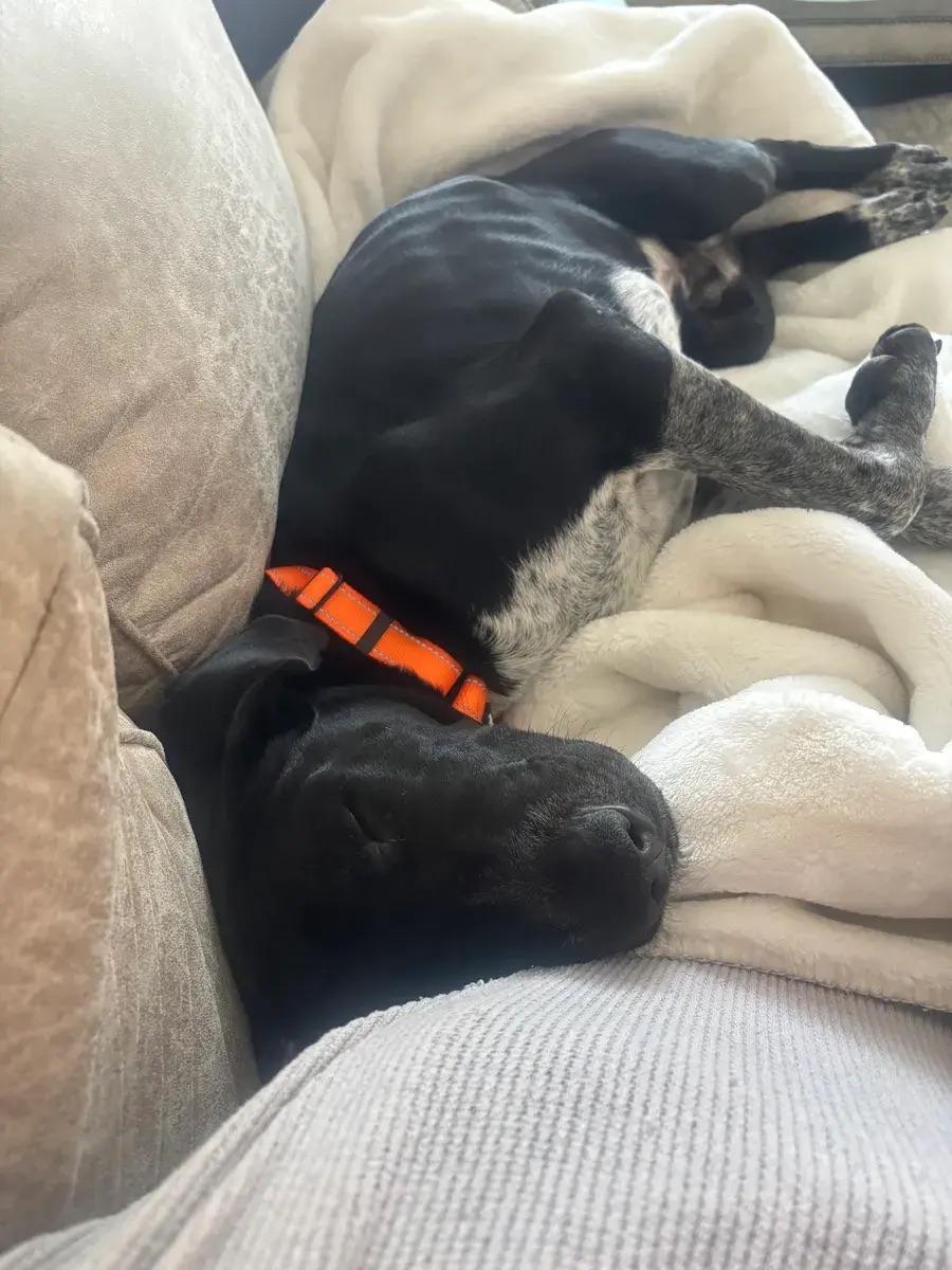 Enlarge Vince, a ADOPTABLE mixed breed in Polk, OH image 5/5