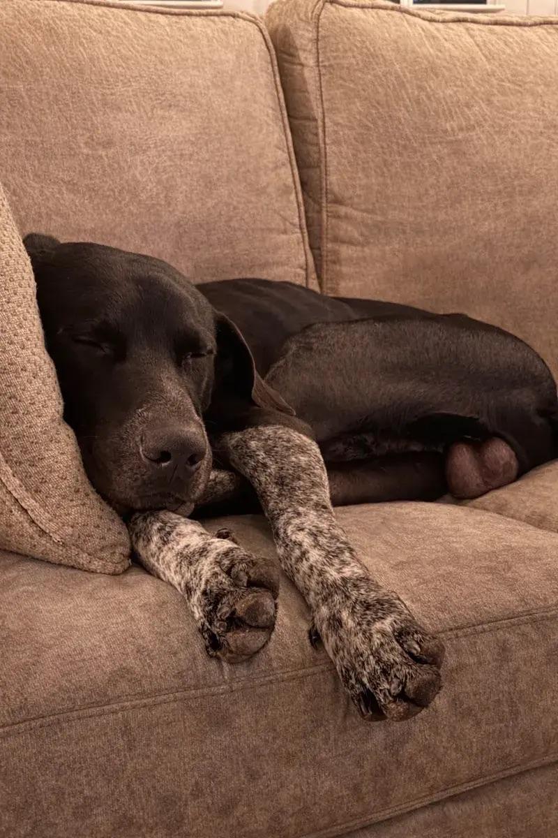 Enlarge Vince, a ADOPTABLE mixed breed in Polk, OH image 4/5