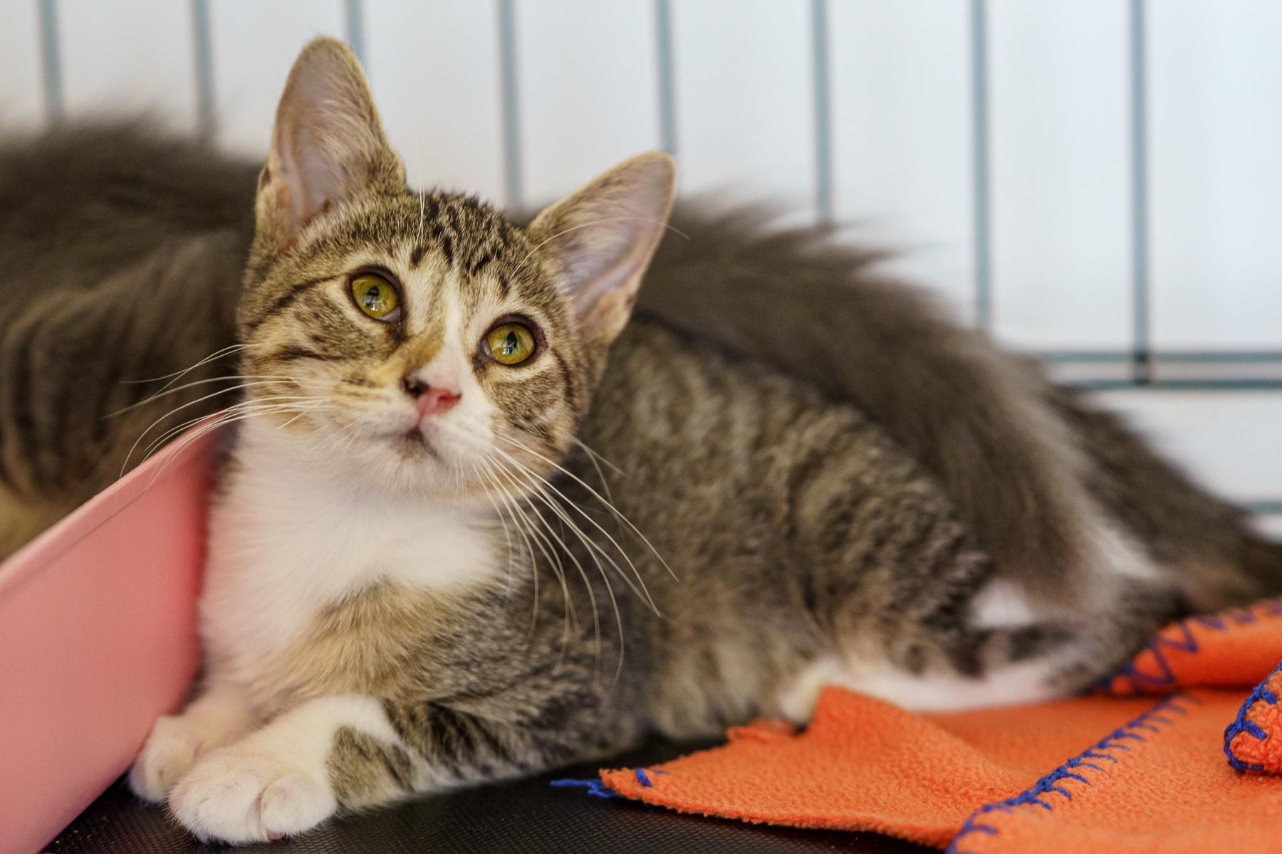 Enlarge Geraldine, a Adoptable mixed breed in Marble Falls, TX image 4/6